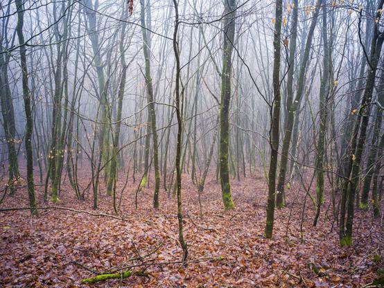 A dense forest scene shrouded in fog, featuring bare trees with thin trunks and a ground covered in brown leaves. The atmosphere appears cool and mysterious, with hints of moss on the tree trunks.