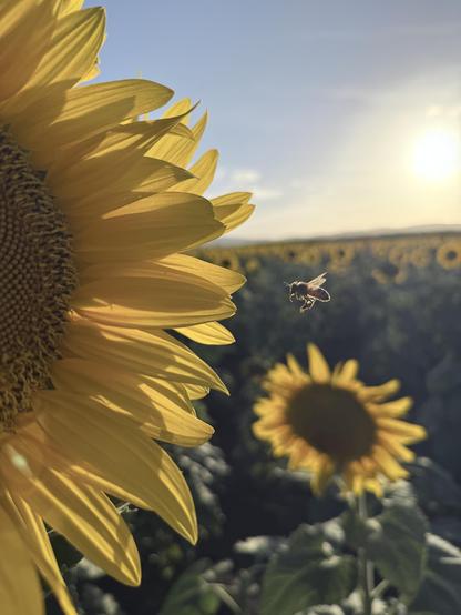 A bee has been captured in hovering flight in front of a typically enormous sunflower. The sunflower head dominates the left foreground of the image, half out of frame. The bee is backlit and the strong glow of the sun in the sky is in the background to the right. A field of sunflowers is visible but out of focus behind the bee and featured flower.