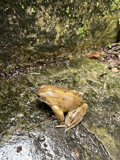 A large frog on a step