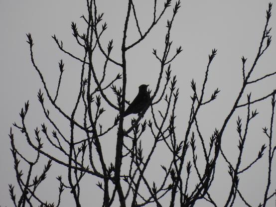 A fieldfare silhouetted in the top of a tree. It is a stout-looking kind of thrush, with a proud bearing.