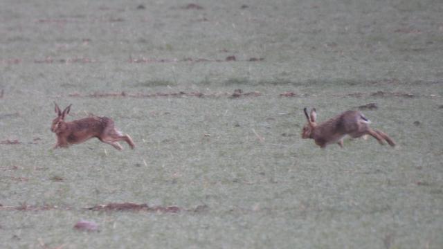 Two hares (jackrabbits to Americans) running in a green field
