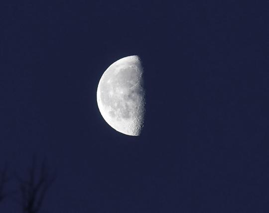 300mm lens, ISO 500, F9, -2.7 ev, 1/125 sec shot of the moon. The early morning light blue sky is dark blue and a nearby tree branch completely black. The mood is a little over half illuminated, with lots of pock marks near the dividing line.