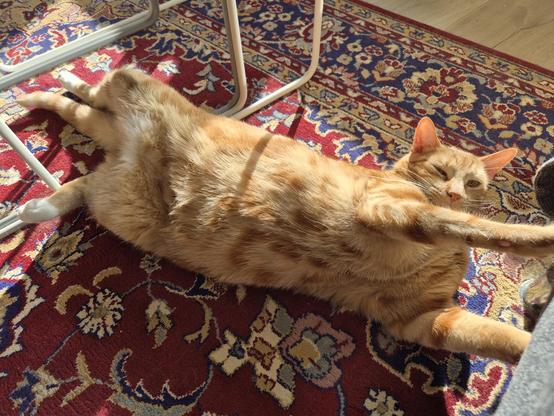 Ginger cat showing his floofy underbelly
