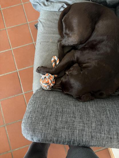 A brown Labrador is curled up on an armchair, muzzle hidden below an orange-grey-white toy