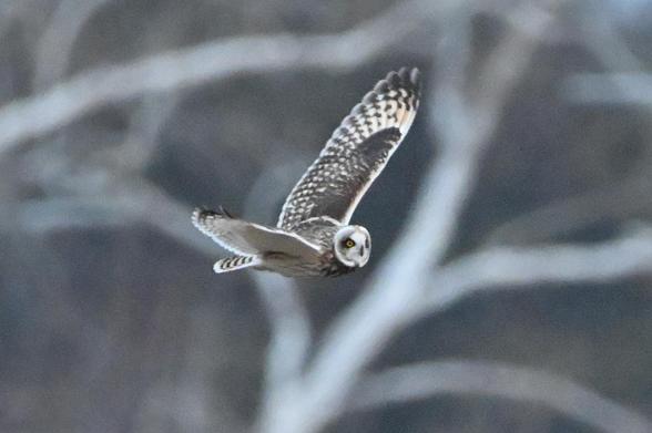 a short-eared owl flying at dusk with a white tree in the background, orange eyes looking almost towards the camera

konterra, MD - early January 2026