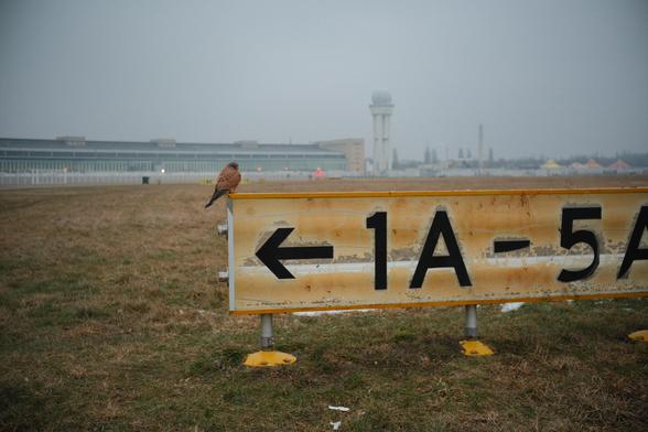 picture of a old airport sign with a bird on it