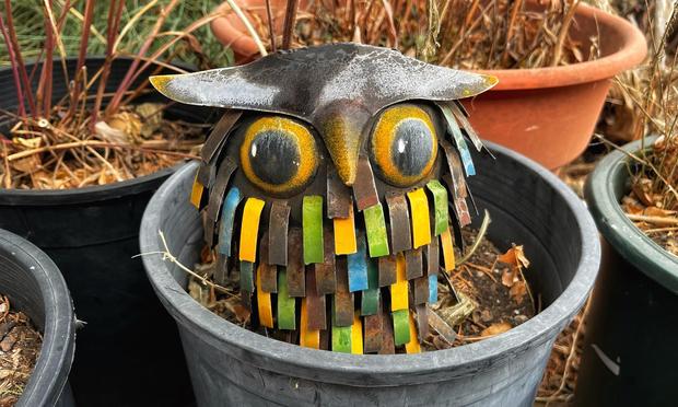 A rustic, weathered, metal owl sculpture sitting outdoors in a black plastic garden container among other containers, which are bare of any plants in February, just some soil and dried twigs. This superb owl has big, black and gold eyes and colorful strips of metal for feathers. What a hoot!