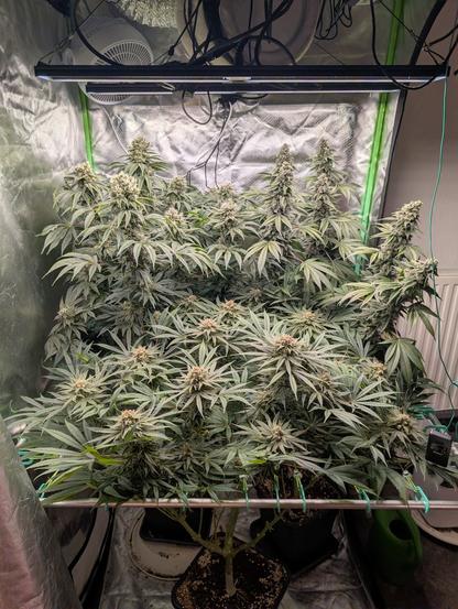 Blick in ein Indoorgrowzelt man sieht vorne eine etwas kleinere Pflanze und dahinter stehen 2 deutlich höher gewachsene Pflanzen, rechts neben dem Zelt steht eine Grüne Gießkanne