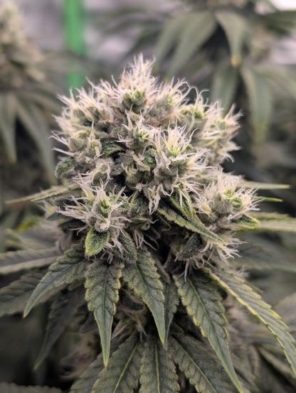 Nahaufnahme der Pflanze hinten links