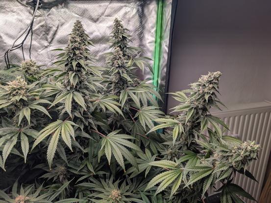 Die gesamte Pflanze hinten rechts im Fokus