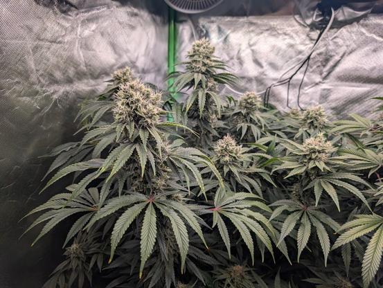 Die gesamte Pflanze hinten links im Fokus