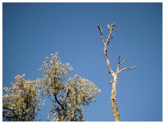 Image of two trees' crowns against a clear blue sky: one with leaves, the other completely bare, dry, and dead.
---
Imagen de la copa de dos árboles sobre el fondo de un cielo azul y sin nubes: uno tiene hojas y el otro aparece totalmente pelado, seco, muerto.