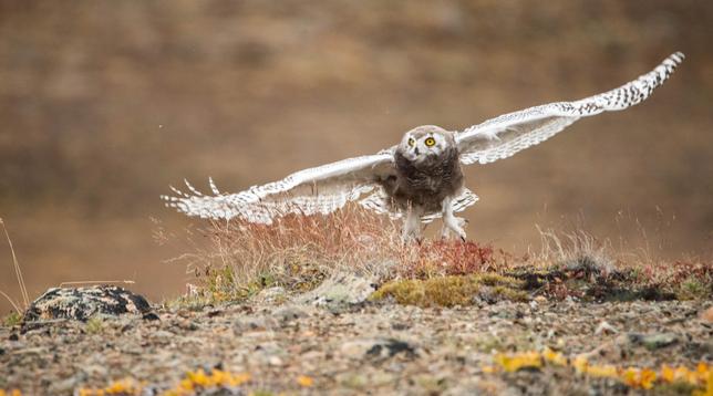 A juvenile Snowy Owl takes off from the tundra. Much of its head and body is covered in brown down. Its outstretched wings are white with dark spots. Head is turned to its right watching with yellow eyes.