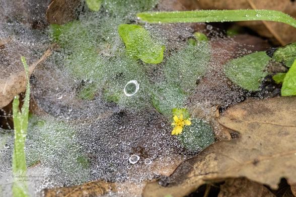 A thin spider web spread across fallen leaves and low green plants, covered in dense morning dew droplets, with a small yellow flower visible beneath the silk.
