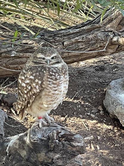 A burrowing owl
Sitting on the ground, it winks.
It is happy here.