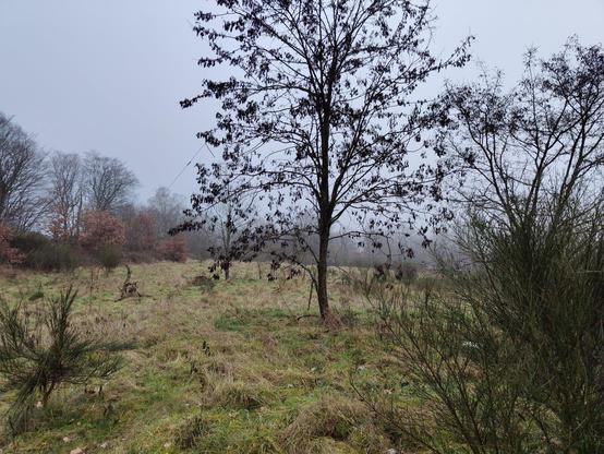 Blick auf die Wiesenlandschaft mit einzelnen Bäumen und Büschen bei leicht nebligem Wetter.