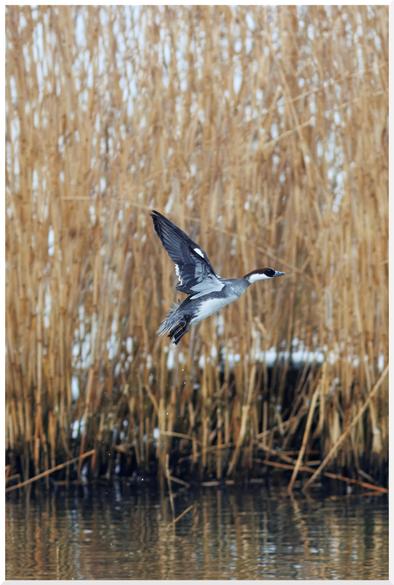 Ein weiblicher Zwergsäger im Flug.
Der Vogel ist von der Seite zu sehen. Er fliegt über dem Wasser, vor einem Schilfgürtel im Winter mit etwas Schnee zwischen dem Schilf.