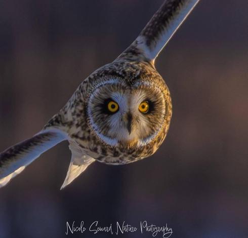 Photo of a Short Eared Owl in flight by Nicole Seward.