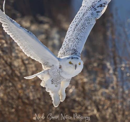 Photo by Nicole Seward of a Snowy Whote Owl preparing to land.