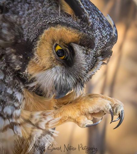 Close-up photo by Nicole Seward of a Long-eared Owl