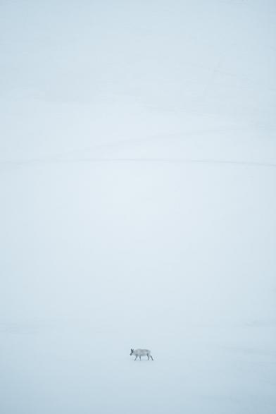 This image by European Elopement Photographer Sturmsucht captures a solitary reindeer walking across a vast, snow-covered landscape in Svalbard. The scene is dominated by shades of white and very light blue, creating a minimalist and serene atmosphere. The reindeer, a medium-sized animal, is positioned in the lower center of the frame, walking from left to right. Its coat is a light grayish-white, blending in with the snow, though its dark antlers and hooves provide some contrast. The ground is a smooth, unbroken expanse of snow, with very subtle undulations suggesting a gentle terrain. The sky is also a soft, light tone, blurring with the horizon and giving the impression of an expansive, open environment with no distinct features in the background or foreground other than the snow itself and the reindeer. The overall impression is one of peaceful solitude and the quiet resilience of nature in an Arctic environment.