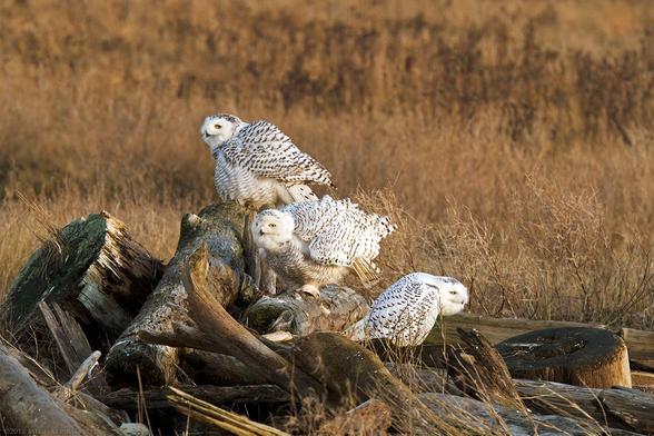 A group of 3 snowy owls siting on pile of driftwood riffling their feathers and looking around while getting ready to hunt for food in the early evening.