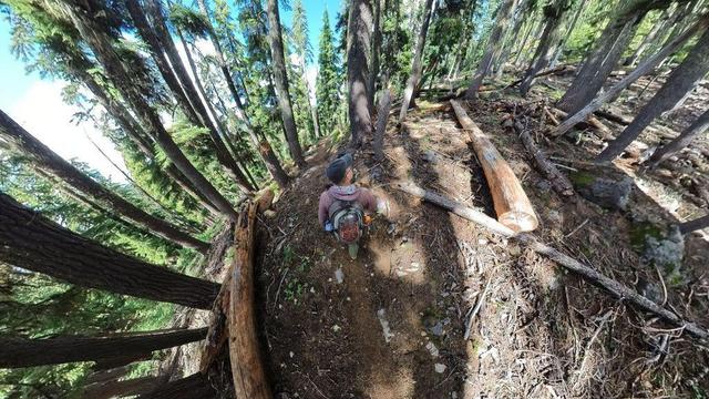 One of a series of summertime photos showing a person hiking through a dense evergreen forest in Oregon.