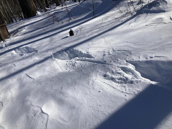 Three giant tracks appear isolated in the shadow-strewn snow. The wind-swept snow holds three deep impressions, each roughly a yard long, with roughly a yard between them. The shadows of trees throw sharp bars across the snow, falling in and around the tracks. The untouched snow is lightly textured by wind.