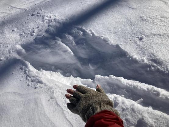 One of the tracks, photographed up close with a hand for scale. The single impression is nearly a yard long, with complex internal structure not common in known ‘footprints’. The hand is wearing a fingerless woolen glove and red winter coat sleeve.