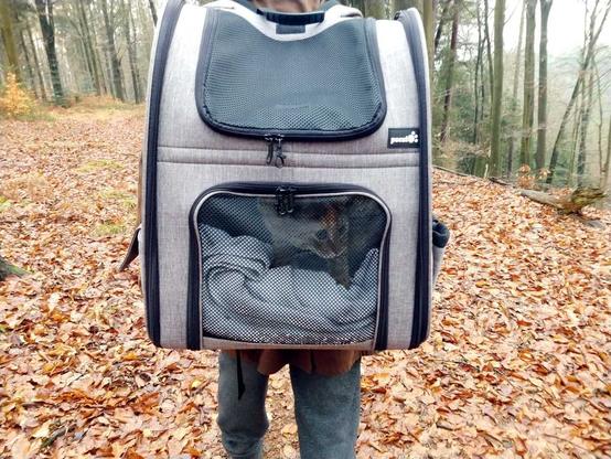 Katze Lilly sitzt entspannt in einem Wanderrucksack und wird durch einen Wald getragen. Sie schaut neugierig nach hinten aus dem Rucksack, während Bäume und Natur im Hintergrund vorbeiziehen.