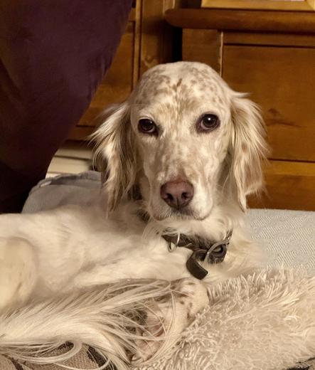 A relaxed dog (English Setter) with a speckled coat lies on a soft surface, gazing calmly at the camera. There are warm wood tones in the background, creating a cozy atmosphere.