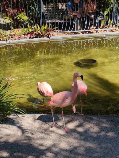 A pink flamingo at a man made pool