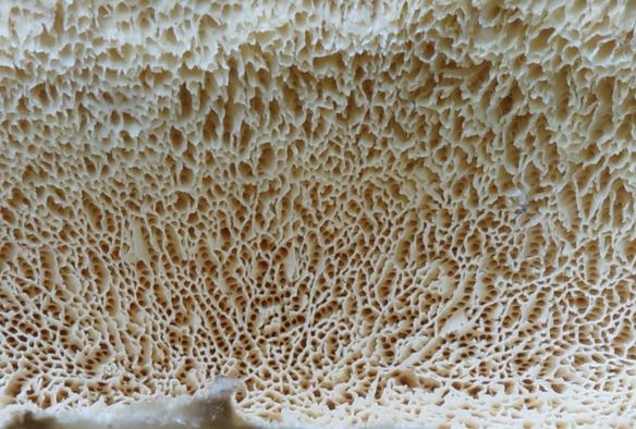 The underside of the mushroom, before it was soaked, resembles a sponge.
