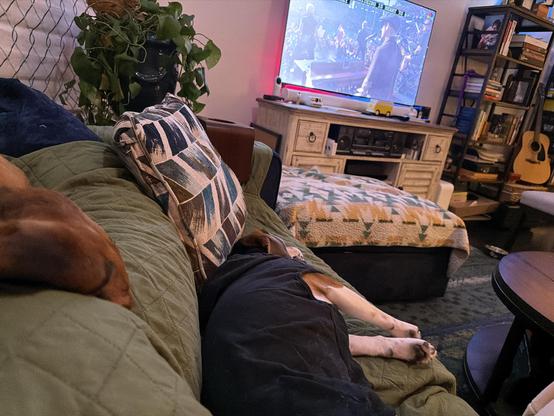 A cozy living room scene featuring a dog lying on a green couch, partially draped in a blanket. In the background, a television displays a performance, and there are various items like bookshelves and a plant present in the room.