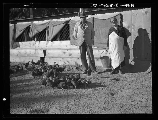 A black and white photograph depicting two individuals, likely farmers or poultry caretakers, standing on a dirt ground with numerous chickens scattered around them. One person is wearing light-colored clothing and a hat, holding what appears to be an implement used for feeding animals. The other individual, dressed in dark attire with glasses, holds a basket. In the background, there's a wooden structure draped with fabric or tarps, suggesting outdoor poultry housing or storage facilities.