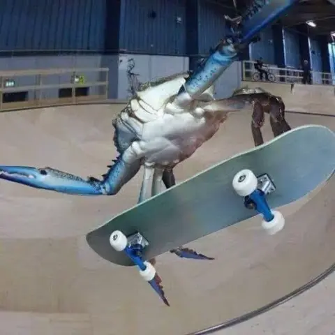A cool ass blue crab on a skateboard. It has the skating form of a professional. It is skating at a skatepark.