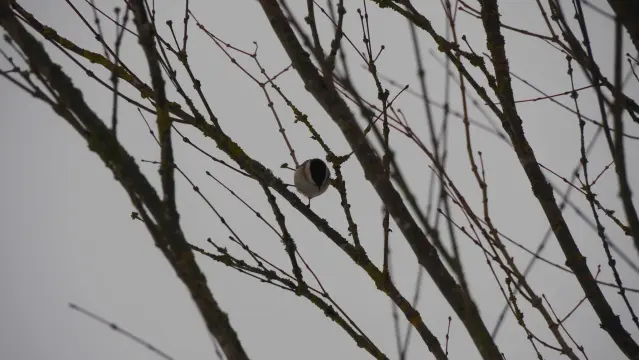Kleiner grauer Vogel mit schwarzem in einem Gebüsch