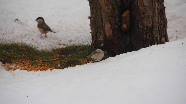 Kleiner grauer Vogel mit schwarzem Kopf Im Schnee