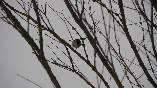 Kleiner grauer Vogel mit schwarzem in einem Gebüsch