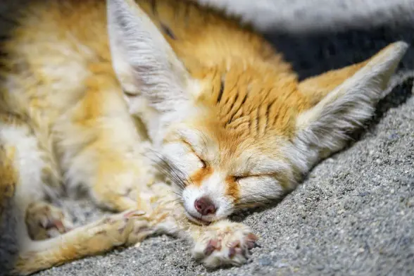 A super cozy looking fennec fox sleeping. Seems to be completely oblivious to the world.