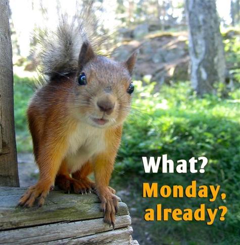 Picture a close up of a squirrel standing on the edge of a wooden deck with greenery & woodland in the background.
The squirrel has a slightly bemused expression on their face.
The caption reads:”What Monday, already?”
Credit: DDG Find.