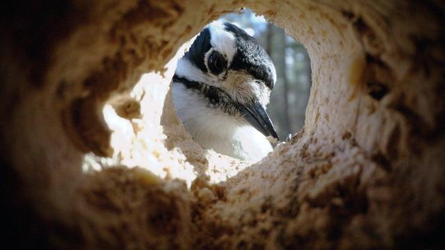 A woodpecker peeks into a hollowed-out tree cavity while being filmed from an interior camera angle.