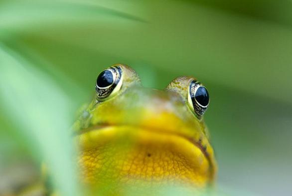 Up close and personal with a big ol' bullfrog in our little pond many years ago. The surroundings are a green wash of smooth out of focus plants while coming front and center is a very vivid face of our frog friend. Big bulging eyes, a mouth turned down like a frown, bright yellow chin skin bumpy like an orange, and the tiniest of snails crawling down its upper lip on the left side of screen. The frog seems to be looking at us intensely, dark pupil reflect the sky and plants, the outer iris is almost camouflaged in random patters of black and bronze, filigree from some ancient's clockwork design. There's a tiny dark dot under its front lip but that could be anything considering there's a snail on its lip and it doesn't seem to care.