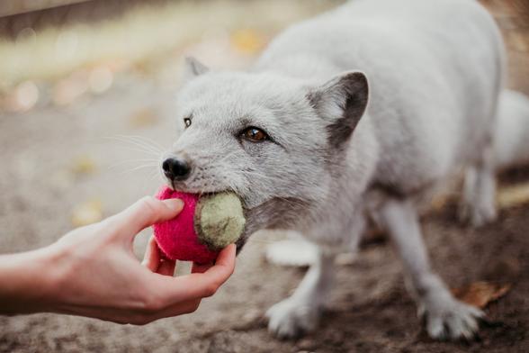 An arctic fox with shorter summer coat grabbing a red and white tennis ball from someone holding it. He seems determined to snatch that new play thing... probably to bury it somewhere minutes later.