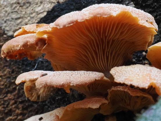 Orange-braune Pilze wachsen aus der Schnittfläche eines Baumstammes. Man sieht von unten die Lamellen es großen Pilzhutes. Darumherum sind kleinere Pilzhüte. Auf der Hutoberfläche sind weiße Punkte.
