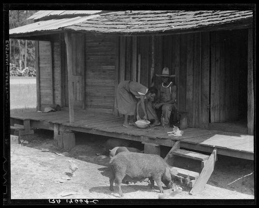 The black and white photograph shows a rustic wooden structure with weathered, slatted walls. A metal roof extends over the front porch where two individuals sit beside each other on what appears to be a bench or low platform made of wooden planks. One person is bent slightly forward, reaching towards something in their lap that seems like a bowl or container while another sits upright and looks down at them with an attentive expression. A child wearing overalls stands close by, standing still as if waiting for permission to move closer.

In the foreground on the porch floor are two large pigs, seemingly engrossed in eating from scattered feed. The ground is strewn with what appears to be wood shavings or sawdust. In front of and around this group of people, chickens wander aimlessly within a small yard area bordered by simple wooden fences.

The overall scene suggests the depiction of rural life, possibly during an early 20th-century period given its monochrome presentation which indicates historical context rather than contemporary settings commonly associated with color photographs today.