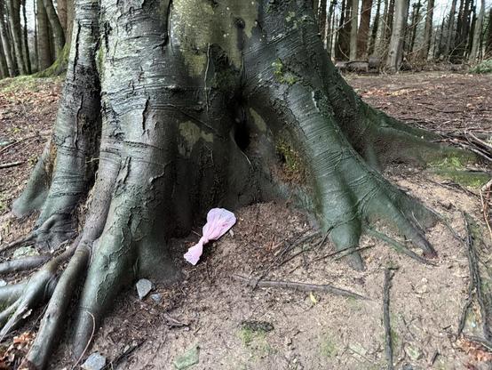 A pink dog poo bag left at the base of a tree in a wood.