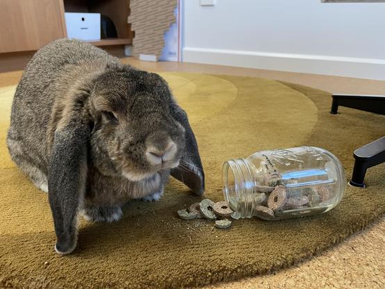 Matilda the bunny next to a small glass jar of baked hay treats, the jar on its side with treats spilling out on the rug.