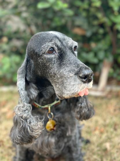 A close-up of a dark blue roan English Cocker Spaniel, sitting outside, with her head slightly turned.  Her tongue is sticking out just a bit.