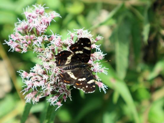 Un papillon carte de géographie posé sur une plante. Il a des ailes brun foncé avec des taches blanches et des points orange. Photo en macro.

A map butterfly resting on a plant. Its wings are dark brown with white stripes and oranges points. Macro photography.